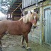 Arimantas horse