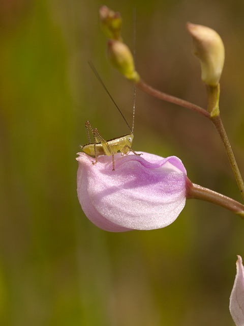 Calopogon pallidus (Pale Grass-pink orchid) with critter