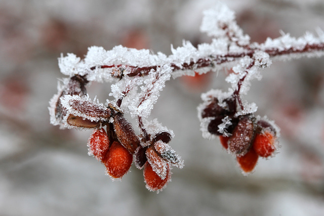 Frosted Barberry