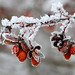 Frosted Barberry