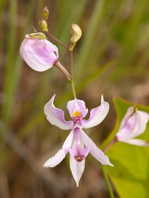 Calopogon pallidus (Pale Grass-pink orchid) with critter on bud