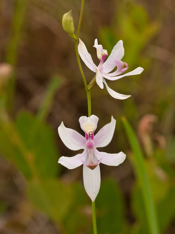 Calopogon pallidus (Pale Grass-pink orchid)