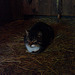 Stable cat