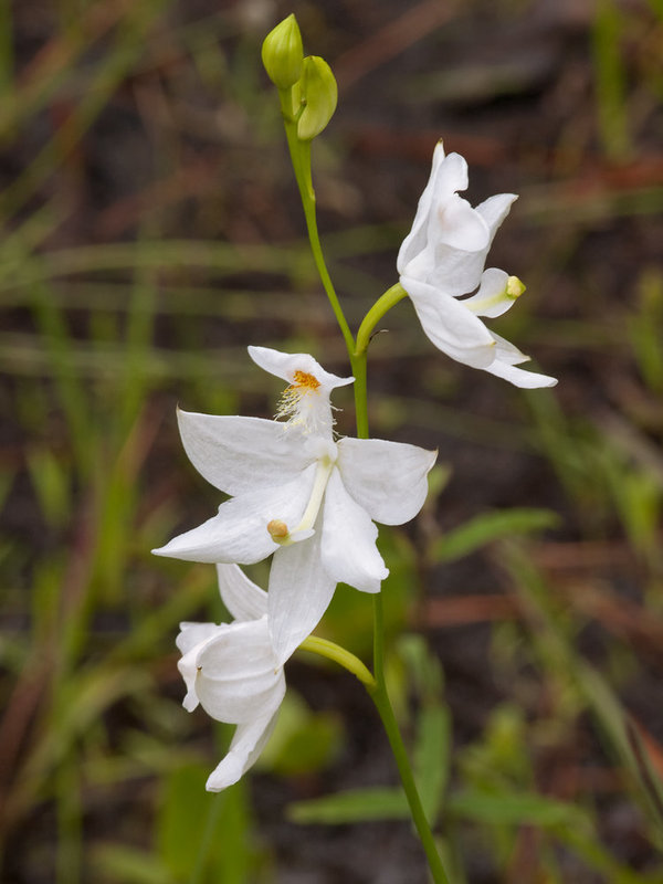 Calopogon tuberosus orchid (white form)