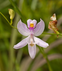 Calopogon pallidus