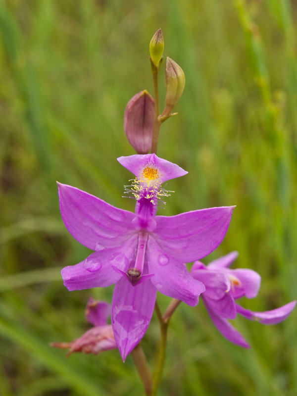 Calopogon tuberosus orchid