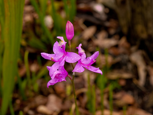 Calopogon tuberosus (Grass-pink orchid)