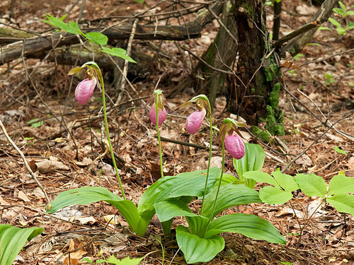 Cypripedium acaule (Pink Lady's-slipper orchid)