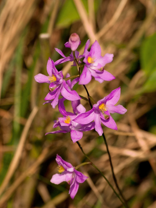 Calopogon barbatus orchid