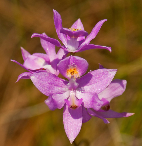 Calopogon barbatus orchid