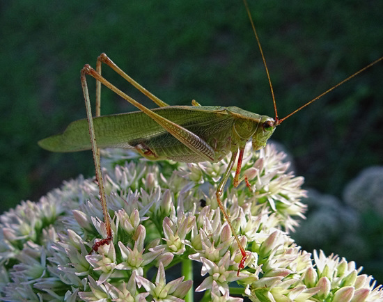 Mama Katydid