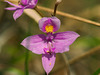Calopogon barbatus orchid