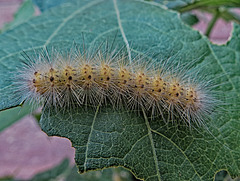 Weed Abatement