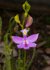 Calopogon tuberosus (Grass-pink Orchid)