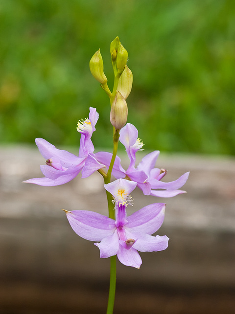 Calopogon tuberosus (Common Grass-Pink Orchid)