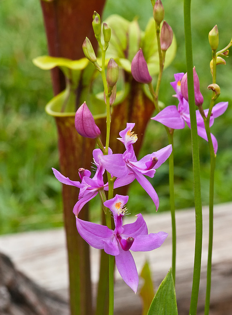 Calopogon tuberosus (Common Grass-Pink Orchid)