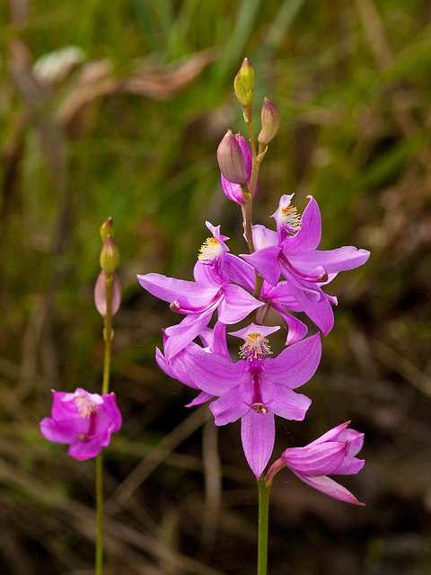 Calopogon tuberosus (Common Grass-Pink Orchid)