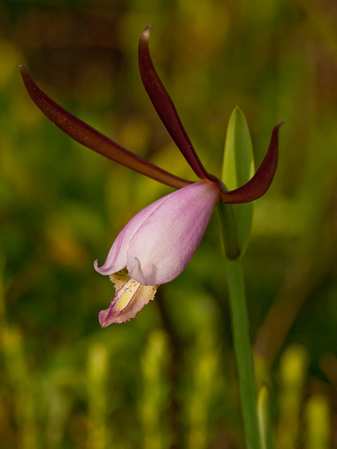 Cleistes divaricata (Rosebud Orchid)