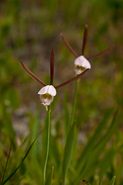 Cleistes divaricata (Rosebud Orchid)