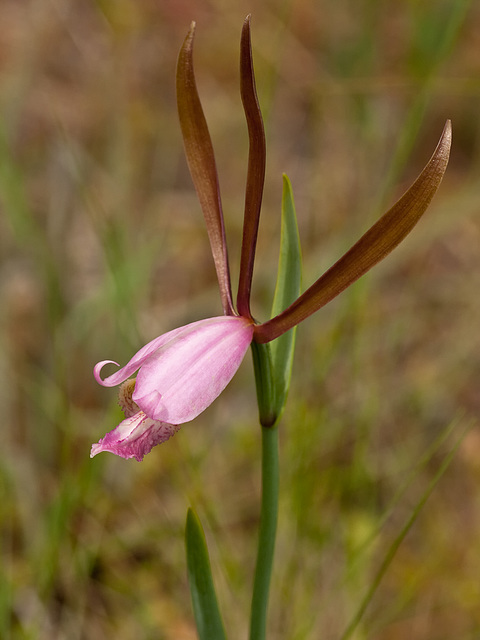 Cleistes divaricata (Rosebud Orchid)