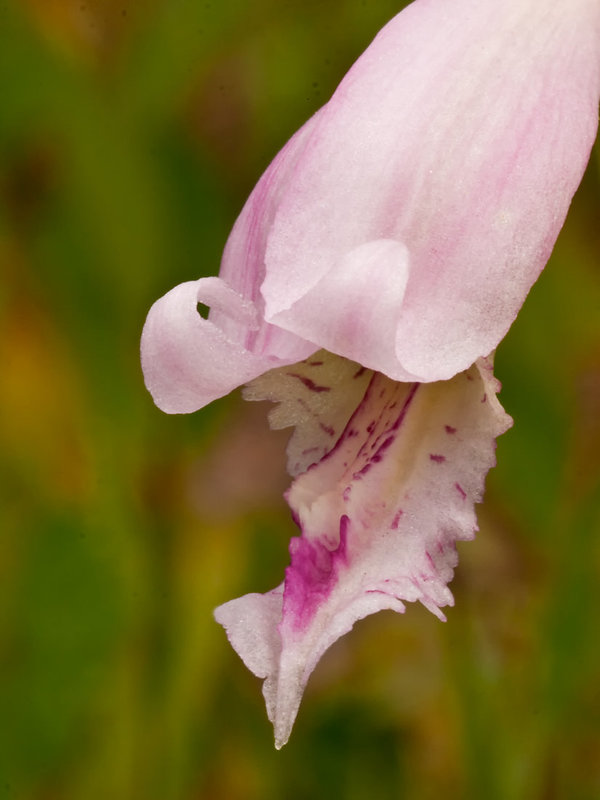 Closeup of Cleistes divaricata (Rosebud Orchid)