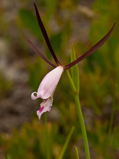 Cleistes divaricata (Rosebud Orchid)