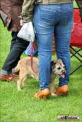 Dogs At Car Shows