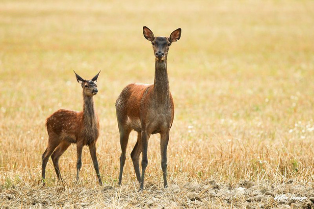 Biche et faon