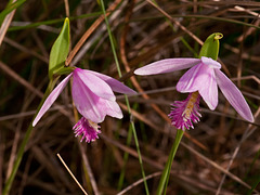 Pogonia ophioglossoides (Rose pogonia or Snakemouth orchid)