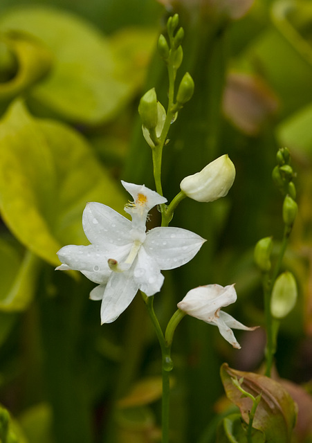 Calopogon tuberosus (White form of the Grass-pink Orchid)