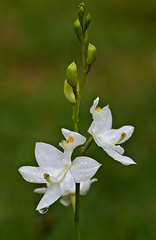 Calopogon tuberosus (White form of the Grass-pink Orchid)