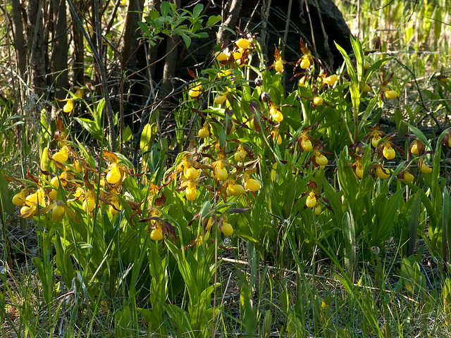 Cypripedium parviflorum