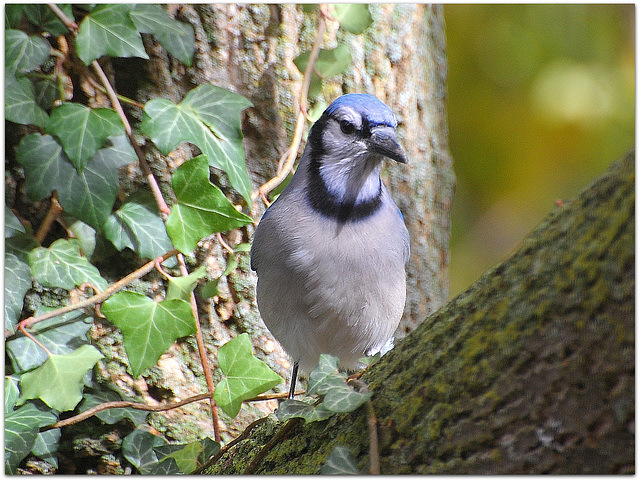 Blue Jay