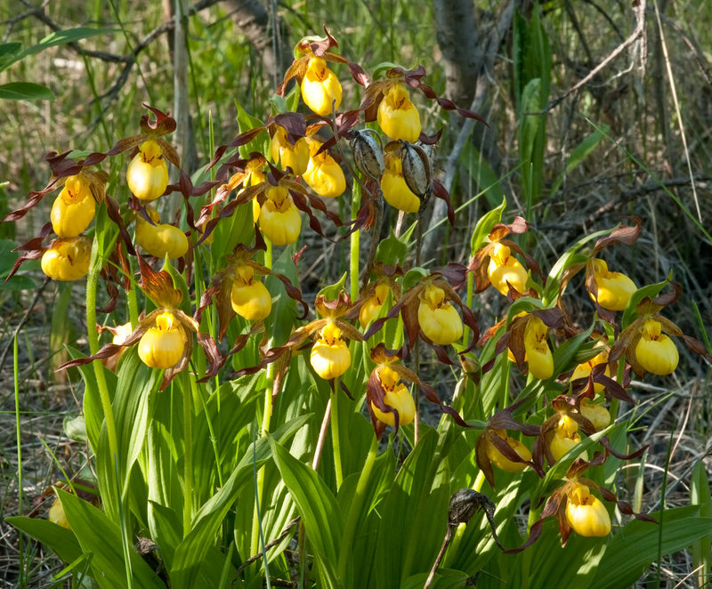 Cypripedium parviflorum