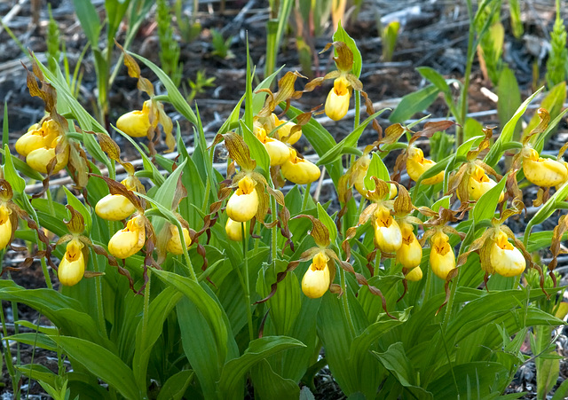 Cypripedium parviflorum