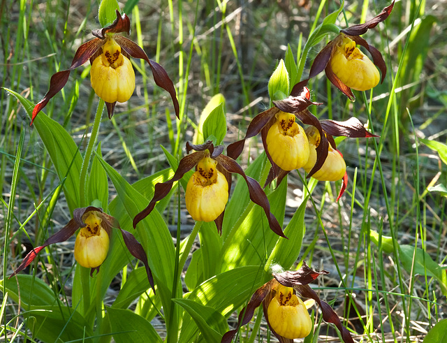 Cypripedium parviflorum