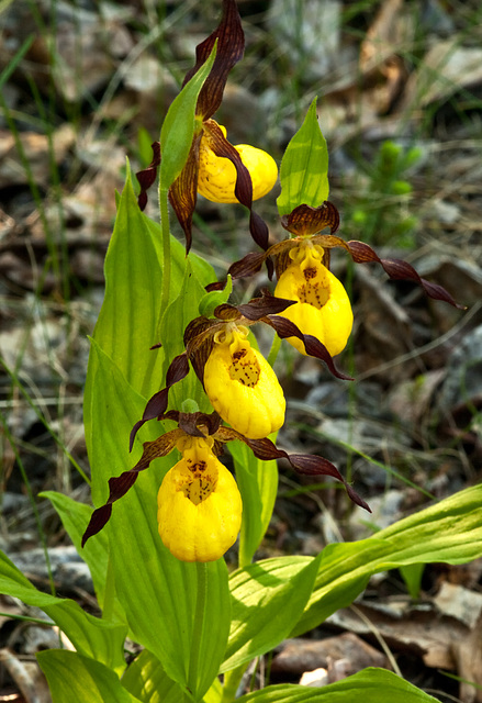 Cypripedium parviflorum