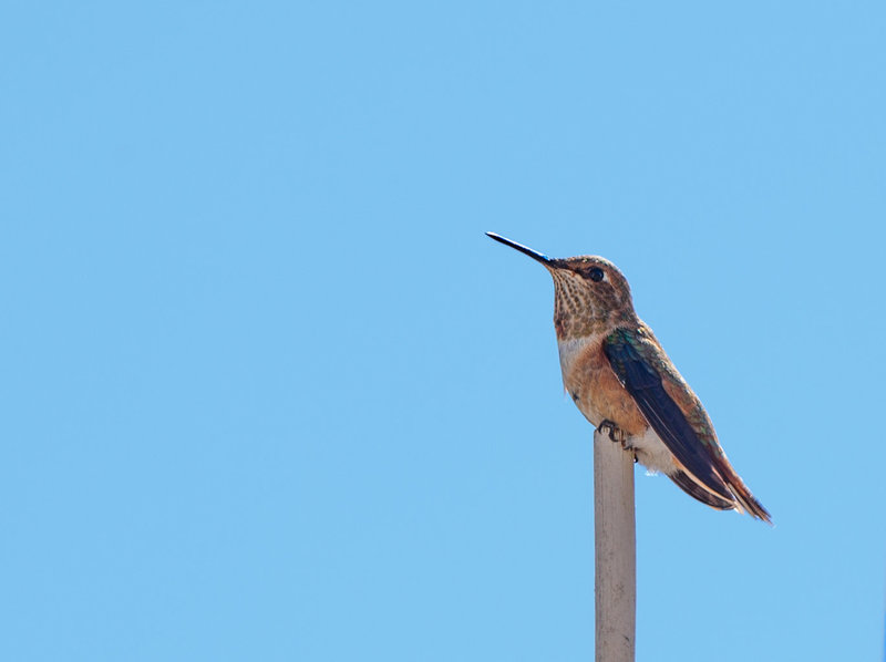 Juvenile Rufous Hummingbird Sitting Pretty