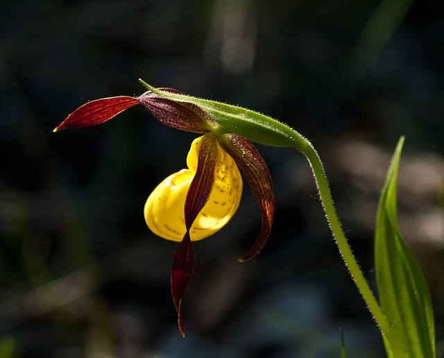 Cypripedium parviflorum