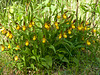 Cypripedium parviflorum (Yellow lady's-slipper Orchid)