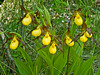Cypripedium parviflorum