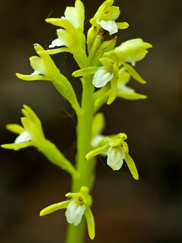 Corallorhiza trifida (Early Coralroot)
