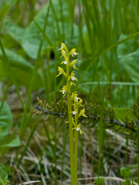 Corallorhiza trifida (Early coralroot orchid)