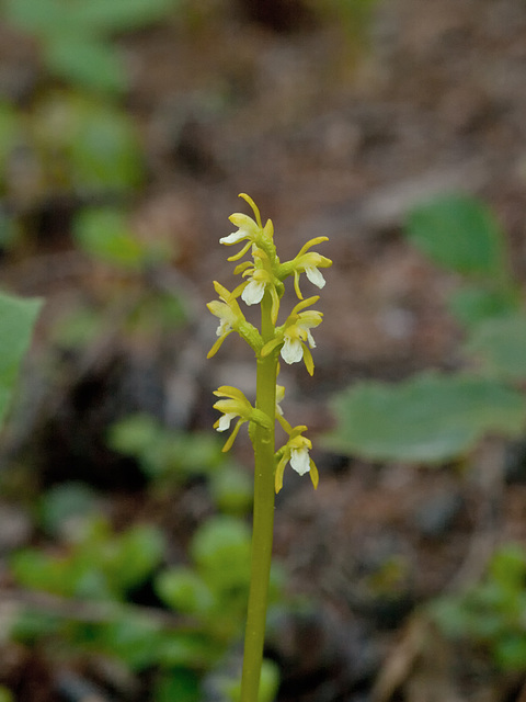 Corallorhiza trifida (Early coralroot orchid)