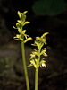 Corallorhiza trifida (Early coralroot orchid)