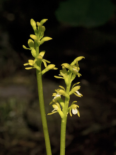 Corallorhiza trifida (Early coralroot orchid)
