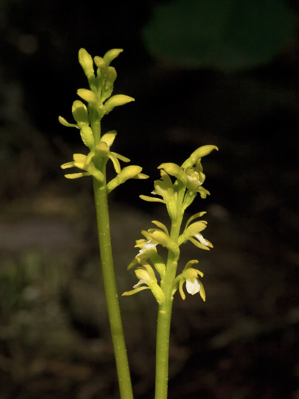 Corallorhiza trifida (Early coralroot orchid)