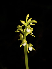 Corallorhiza trifida (Early coralroot orchid)