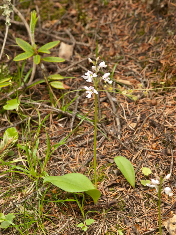 Amerorchis rotundifolia (Round-leaf Orchid)  entire plant in natural setting