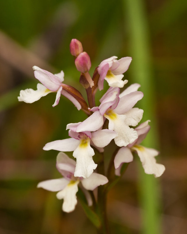 Amerorchis rotundifolia (Round-leaf Orchid) with white lip - very rare